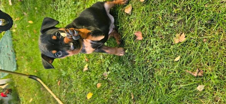 Dwergpinscher, Dieren en Toebehoren, Honden | Jack Russells en Terriërs, Reu, Overige rassen, Particulier, Eén hond, Nederland