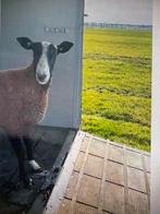 Zwartbles stamboek ram, Dieren en Toebehoren, Mannelijk, Schaap