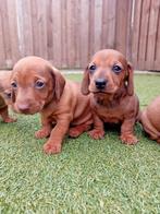 Kaninchen/ dwergteckel pupjes kortharig, 8 tot 15 weken, Korthaar, Dwerg, Meerdere