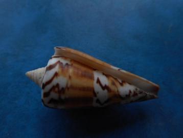 Schelpen: Conus generalis L. f+++ 48mm beschikbaar voor biedingen
