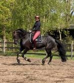 Montar Paardrijlegging Rood/Roze - Maat M, Dieren en Toebehoren, Ophalen of Verzenden, Zo goed als nieuw