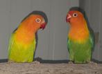 1-1 Fischeri opaline pale fallow 2024, Meerdere dieren, Dwergpapegaai of Agapornis, Geringd