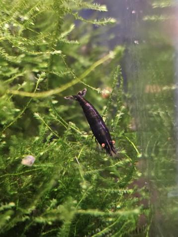 Neocaridina black sapphire orange eyes garnalen ( zeldzaam) beschikbaar voor biedingen