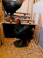 Barnevelder hanen dubbel gezoomd(groot), Ophalen, Nieuw, Overige typen