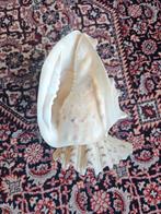 Grote decoratieve schelp, Ophalen, Zo goed als nieuw