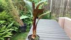Ensete maurelli, Volle zon, Vaste plant, Bloeit niet, Ophalen