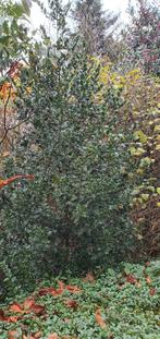Ilex    hulst  zware dikke struiken, Ophalen, Hulst, Minder dan 100 cm
