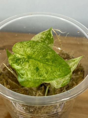 Alocasia Macrorrhiza Splash Variegata #5 beschikbaar voor biedingen
