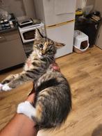 Gratis Kitten, Kater