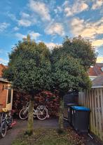 Gezocht: snoeier!, Tuin en Terras, Planten | Bomen, Ophalen, Volle zon, Overige soorten