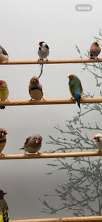 Dominicaner wida 2-0, Meerdere dieren, Tropenvogel