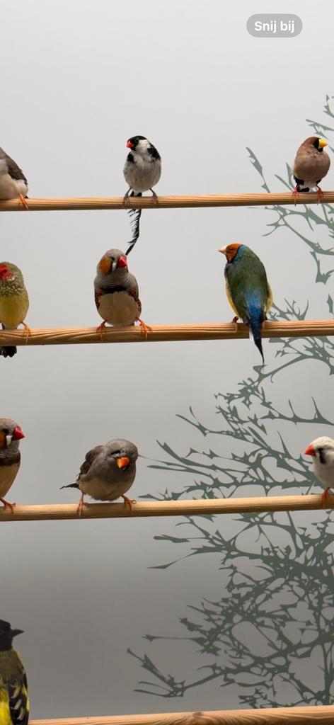 Dominicaner wida 2-0, Dieren en Toebehoren, Vogels | Overige Vogels, Tropenvogel, Meerdere dieren