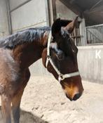 Zeer talentvol springpaard!, Dieren en Toebehoren, Paarden, Springpaard, 0 tot 2 jaar, Hengst, Onbeleerd