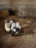 brahma hennen, Dieren en Toebehoren, Pluimvee, Vrouwelijk, Kip