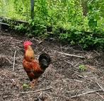Prachtige een-jarige fokhaan, Dieren en Toebehoren, Pluimvee, Mannelijk, Kip