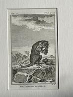 Phalanger Femelle / Koeskoezen Buffon 1775 aap / apen, Antiek en Kunst, Ophalen of Verzenden