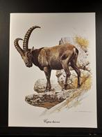 Steenbok, 1960 tot 1980, Verzenden, Foto, Zo goed als nieuw