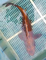 Koi 51cm, Karper of Koi