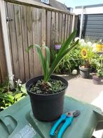 Mooie stek vd agapanthus Afrikaanse lelie en meer 4.95 pst, Tuin en Terras, Planten | Tuinplanten, Volle zon, Vaste plant, Zomer
