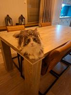 Maine coons te koop, Dieren en Toebehoren, Katten en Kittens | Raskatten | Langhaar, Meerdere dieren, Ontwormd, 0 tot 2 jaar