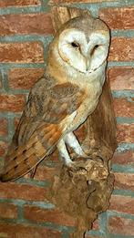 Taxidermie Kerkuil, opgezette vogels, Ophalen of Verzenden, Zo goed als nieuw, Vogel, Opgezet dier