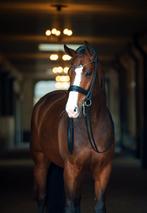 8 jarige merrie te lease, Dieren en Toebehoren, Paarden, Merrie, M, Dressuurpaard, 7 tot 10 jaar