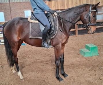 Brave 5 jr allrounder 1,62 (recreatie-manege-sport) beschikbaar voor biedingen