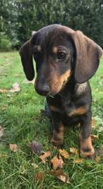 Dwerg teckel pup 4 maanden zoekt nieuw thuis, Dieren en Toebehoren, Honden | Teckels en Dashonden, Rabiës (hondsdolheid), 15 weken tot 1 jaar