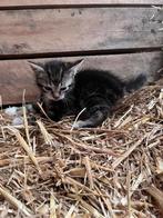 Boerderij kittens, Meerdere dieren, Kortharig, 0 tot 2 jaar