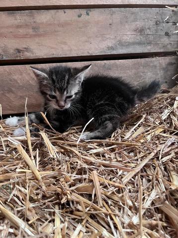 Boerderij kittens beschikbaar voor biedingen