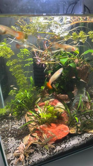 Guppenmix beschikbaar voor biedingen