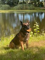 Dek reu mechelaar, Dieren en Toebehoren, 6 jaar of ouder, Rabiës (hondsdolheid), Reu, Eén hond