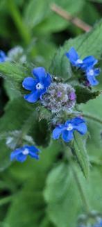 Inheemse bijenplanten, Ophalen, Zomer