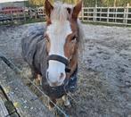 Paardencoachtime:) Kindjes leren omgaan met pony €25, Werk of Loopbaan