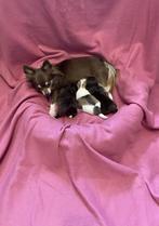 3 prachtige Raszuivere chihuahua puppy's, Dieren en Toebehoren, Honden | Chihuahua's en Gezelschapshonden, 8 tot 15 weken, CDV (hondenziekte)