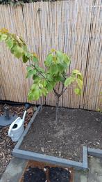 Kersenboom, Tuin en Terras, Planten | Bomen, Overige soorten, Lente, 100 tot 250 cm, Ophalen