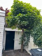 Catalpa boom, Tuin en Terras, Ophalen, Volle zon, Overige soorten