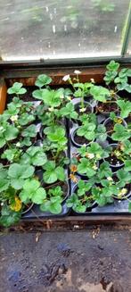 Bloeiende aardbeienplanten, Tuin en Terras, Zomer, Vaste plant, Ophalen, Groenteplanten