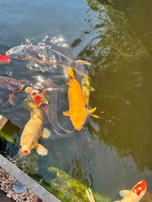 Verschillende kois te koop, Dieren en Toebehoren, Vissen | Vijvervissen, Karper of Koi