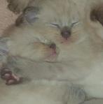 4 mooie kittens van de Chocolat point en Blue point Siamees, Dieren en Toebehoren, Meerdere dieren, Ontwormd, 0 tot 2 jaar