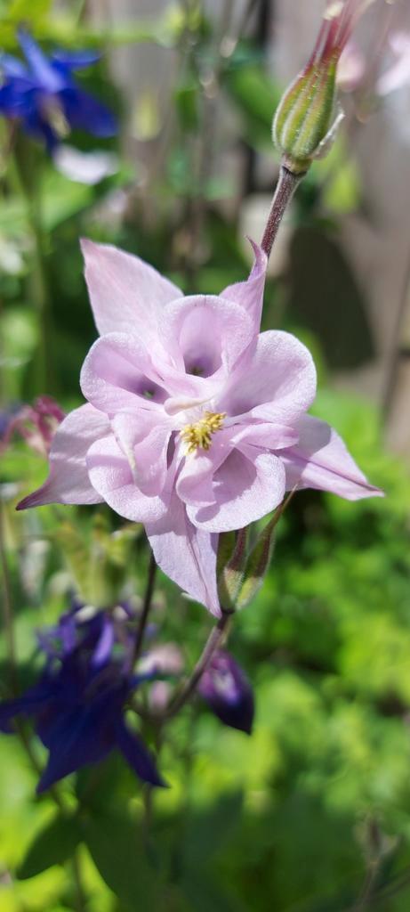 Akelei roze zaden, Tuin en Terras, Bloembollen en Zaden, Najaar, Halfschaduw, Ophalen of Verzenden