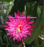 cactus - Epiphyllum "Elinor Victoria Latimer", Ophalen of Verzenden, Cactus, Volle zon, Minder dan 100 cm