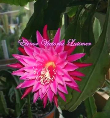 cactus - Epiphyllum "Elinor Victoria Latimer" beschikbaar voor biedingen