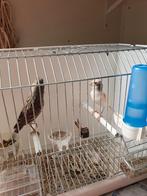 Kanarie, Dieren en Toebehoren, Vogels | Kanaries, Meerdere dieren, Kleurkanarie