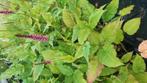 Persicaria, Volle zon, Vaste plant, Zomer, Ophalen
