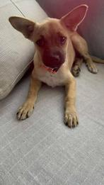 Shayla verblijft in Cyprus, Dieren en Toebehoren, Honden | Niet-rashonden, Rabiës (hondsdolheid), 15 weken tot 1 jaar, Teef, Eén hond
