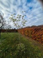 Mooie walnotenboom, Tuin en Terras, Ophalen of Verzenden, Volle zon, Overige soorten
