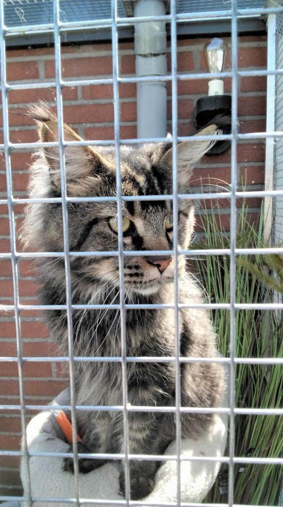 ### **Maine Coon Dekkaters Beschikbaar voor Dekking – €200, Dieren en Toebehoren, Katten en Kittens | Overige Katten, Kater