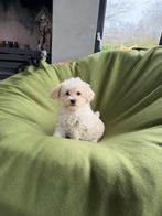 Maltipoo (Maltezer x Poedel) pup reutje, Dieren en Toebehoren, Poedel, Parvo, Nederland, 8 tot 15 weken