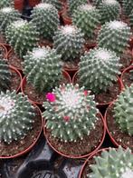 Cactus Mammillaria Toluca in de 9cm pot, Ophalen of Verzenden, Minder dan 100 cm, Bloeiende kamerplant, Volle zon